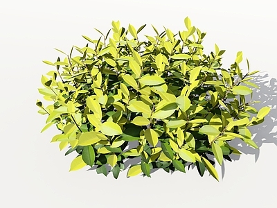 现代简约灌木 黄金榕地被、】 黄金榕