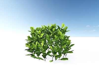 极简主义灌木 大叶黄杨 地被黄杨