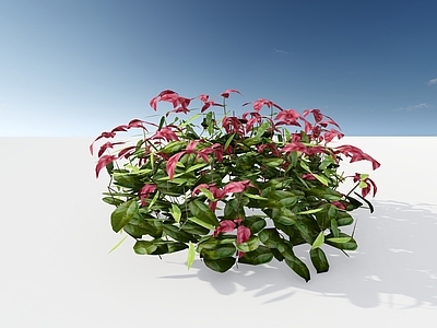 现代简约灌木 火焰南天竹