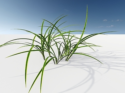 极简主义草本植物 金边吊兰