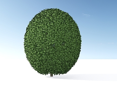 极简主义灌木 金桂大球