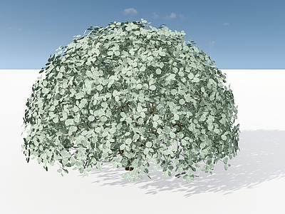 极简主义灌木 金姬小蜡