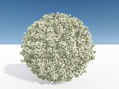 极简主义灌木 金姬小蜡球