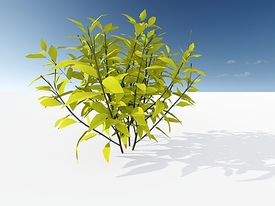 极简主义灌木 金叶六道木