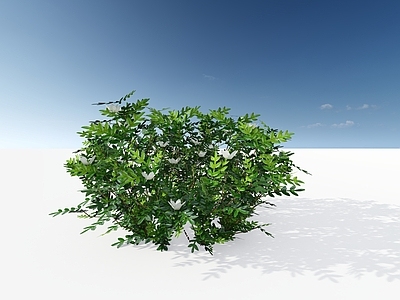 极简主义灌木 九里香