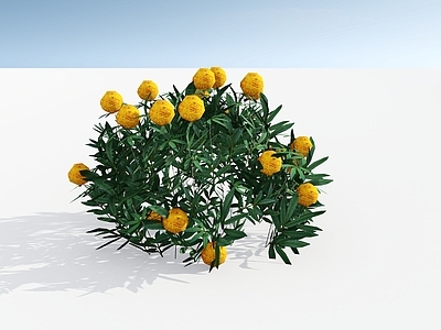 现代简约灌木 孔雀草