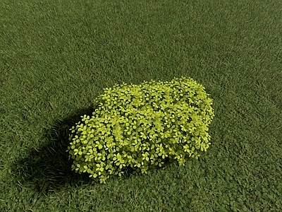 现代简约灌木 亮晶女贞