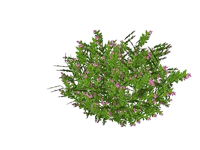 现代简约灌木 满天星