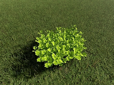 自然主义灌木 米兰地被