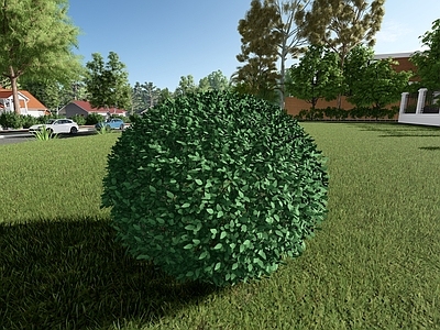 现代主义景观灌木 女贞球