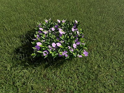 自然主义景观花草 桑蓓凤仙花