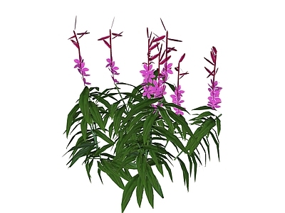 自然主义景观花草 山桃草