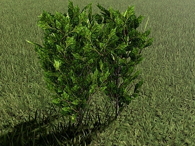 自然主义景观灌木 小龙柏