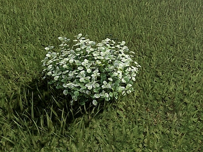 自然主义灌木 雪花木