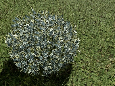 自然主义灌木 银姬小蜡