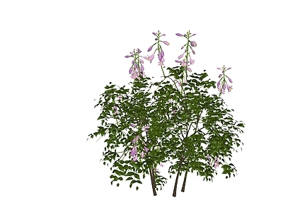 现代主义景观灌木