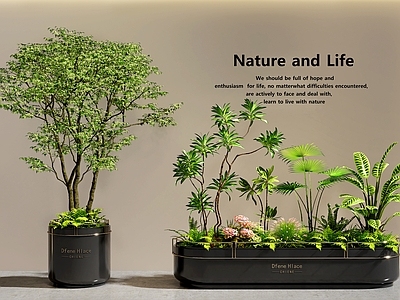 现代简约植物组合 植物组合 植物堆 盆栽 庭院景观 景观造景