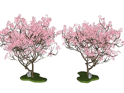 新中式景观乔木 乔木  落叶树  行道树 樱花树