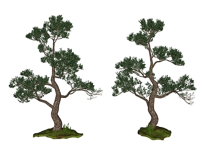 新中式乔木 庭院树  盆栽盆景  松柏