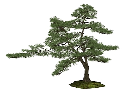 新中式乔木 景观树  庭院树  盆栽盆景  松柏