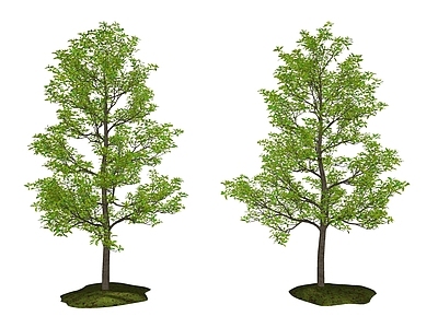 现代主义景观乔木 乔木  落叶树  常绿树  行道树  景观树