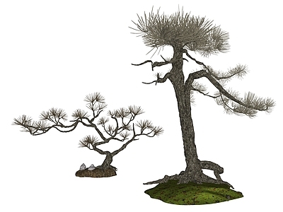 新中式乔木 庭院树  盆栽盆景  松柏  针叶树