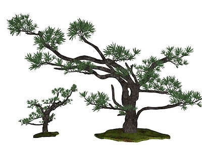 新中式乔木 庭院树 盆栽盆景  松柏针叶树