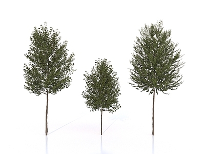 极简主义乔木 植物 树木 乔木