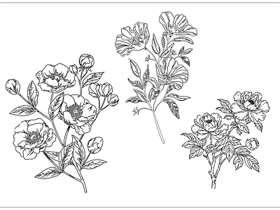 现代极简综合植物图库 现代简笔画 花卉植物挂画 花朵花卉 施工图