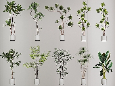 现代简约盆栽 绿植 植物