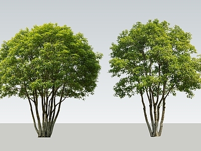 现代主义景观乔木 2D丛生桂花树 丛生乔木 拼栽桂花树 多杆桂花树 丛生桂花
