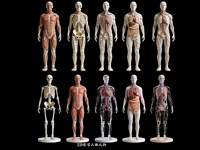 医学解剖风虚拟人物 2D医学生物标本 标本人体人物