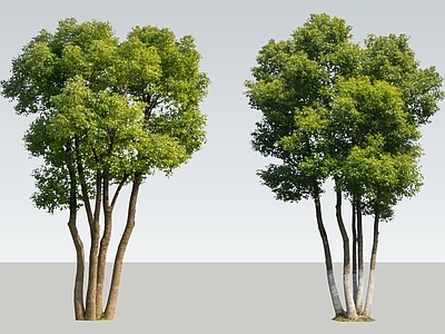 新中式景观乔木 2D丛生香樟 丛生香樟树 香樟树 丛生乔木 拼栽香樟