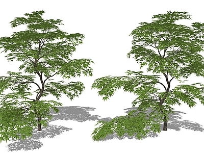 新中式景观乔木 行道落叶庭院树