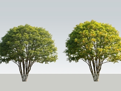 现代简约乔木 2D丛生桂花树 多分支桂花树 精品桂花树 多杆桂花树 桂花树