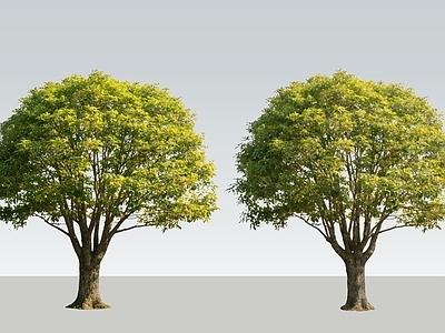 现代主义景观乔木 2D精品桂花树 多分支桂花树 行道树 广场桂花树 景观乔木