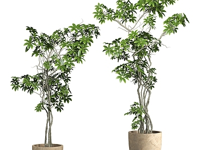 侘寂盆栽