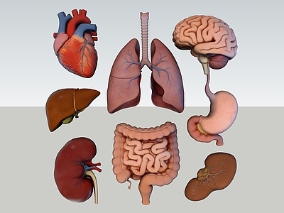 写实主义医疗器材