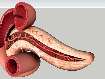 医学写实风医疗器材 人体 器官 教学 模型