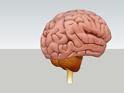 医疗写实风医疗器材 人体 大脑 脑 器官