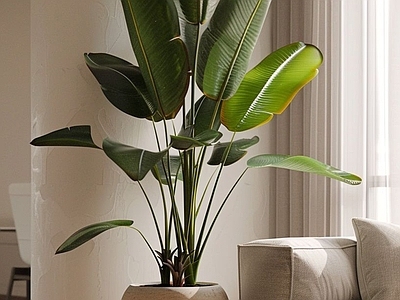 奶油风盆栽 现代绿植盆栽