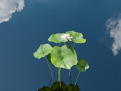 新中式景观水生植物 荷花