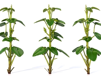 极简主义草本植物