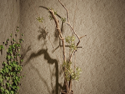侘寂盆栽 寂侘景观小品 寂侘盆栽植物