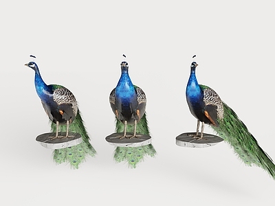 新中式其他动物 站立孔雀 孔雀雕塑