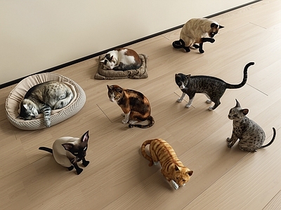 原木风家禽动物 猫
