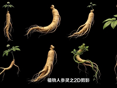 新中式草本植物 植物人参2D剪影