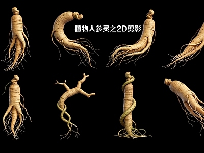 写实风农作物 植物人参2D剪影