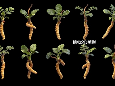 超写实草本植物 植物中草药  冬虫夏草2D剪影
