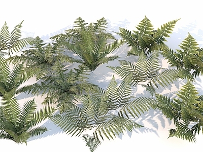 自然主义草本植物